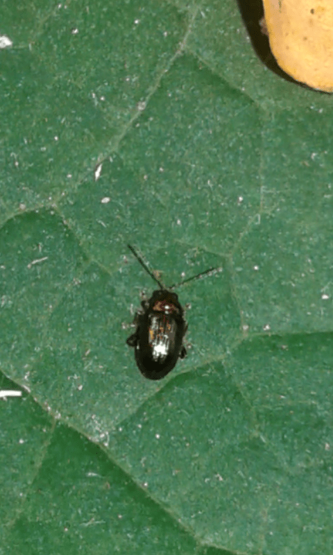 Chrysomelidae : trib Alticini?  S